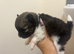 Pomeranian puppies