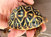 Indian star tortoise cb24