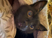 Kitten
