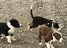Beautiful sheepdog puppies