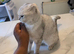 Daisy - 2 year old Female Scottish Fold