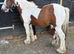 Super safe 4yo cob gelding for full loan