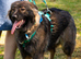 2 year old GSD x Caucasian girl