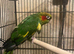 Hoffmans conure