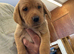 Labrador pups