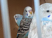 Budgies - Various Colours