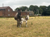 "Francesca and her gorgeous little girl" Mare Companion Horse