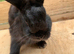 3 gorgeous full black rabbits