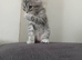 Kitties