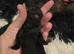 Beautiful puppy Shitsu's