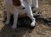 Two Jack Russell Dog Pups for Sale