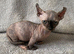 Beautiful Sphynx Dwelf Female Kittens