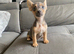 I have Some chihuahua cross jack pups