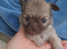 Long Coat Chihuahua puppies