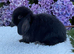 Pure bred mini lops .