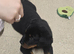 Rotweiler puppy