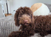 Beautiful Chocolate Cockapoo pup