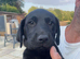 Kennel club Labradors