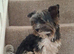 Biewer Terrier Stud