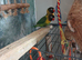 Lovebirds