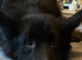 Zips. Older girl looking for forever home