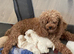 Korean Toy maltipoo puppies from Dna tested mum
