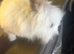 Lionhead doe