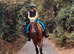 Sweet, bay TB gelding