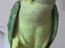 My parrot for sale with cage