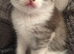Beautiful British long haired kittens