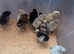 Crevecour chicks (rare French breed)