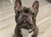 French bulldog for rehome