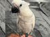 Friendly Baby HandReared Super Tame Cuddly Umbrella Cockatoo Parrot