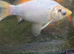 5 large colourful goldfish