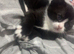 3 kittens