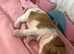 Health Tested Cavalier King Charles