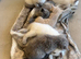 FULL PEDIGREE BRITISH SHORTHAIR KITTENS IN THE COTSWOLDS Champion Bloodline