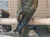 RARE Patagonion Parrots