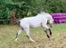 Lovely young filly to make 14hh