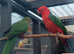 Australian king parrots