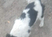 Jack Russell pups 2 boys