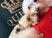 Malshi puppies teacup size xs