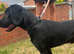 Beautiful lab x