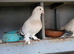 Turkish pigeon wanted