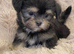 Gorgeous Shorkie Puppies Vaccinated &Microchipped