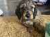 KC Cream mini dachshunds