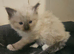 5 lovely ragdoll kittens looking for homes