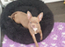 Stunning lilac chihuahua puppy girl.