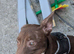 Rehoming beautiful pup Brownie