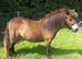 Registered miniature Shetland filly